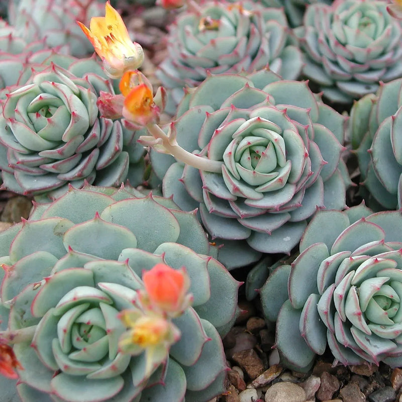Blau Echeveria Derenbergii Blumensamen zur Aussaat – Landhaus Garten wichtig – Traditionssorte & ohne Gentechnik Samen Hausgarten
