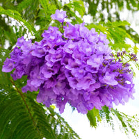 Blau Jacaranda Mimosifolia Blumensamen zur Aussaat – Drought verträglich – Traditionssorte & ohne Gentechnik Samen Hausgarten