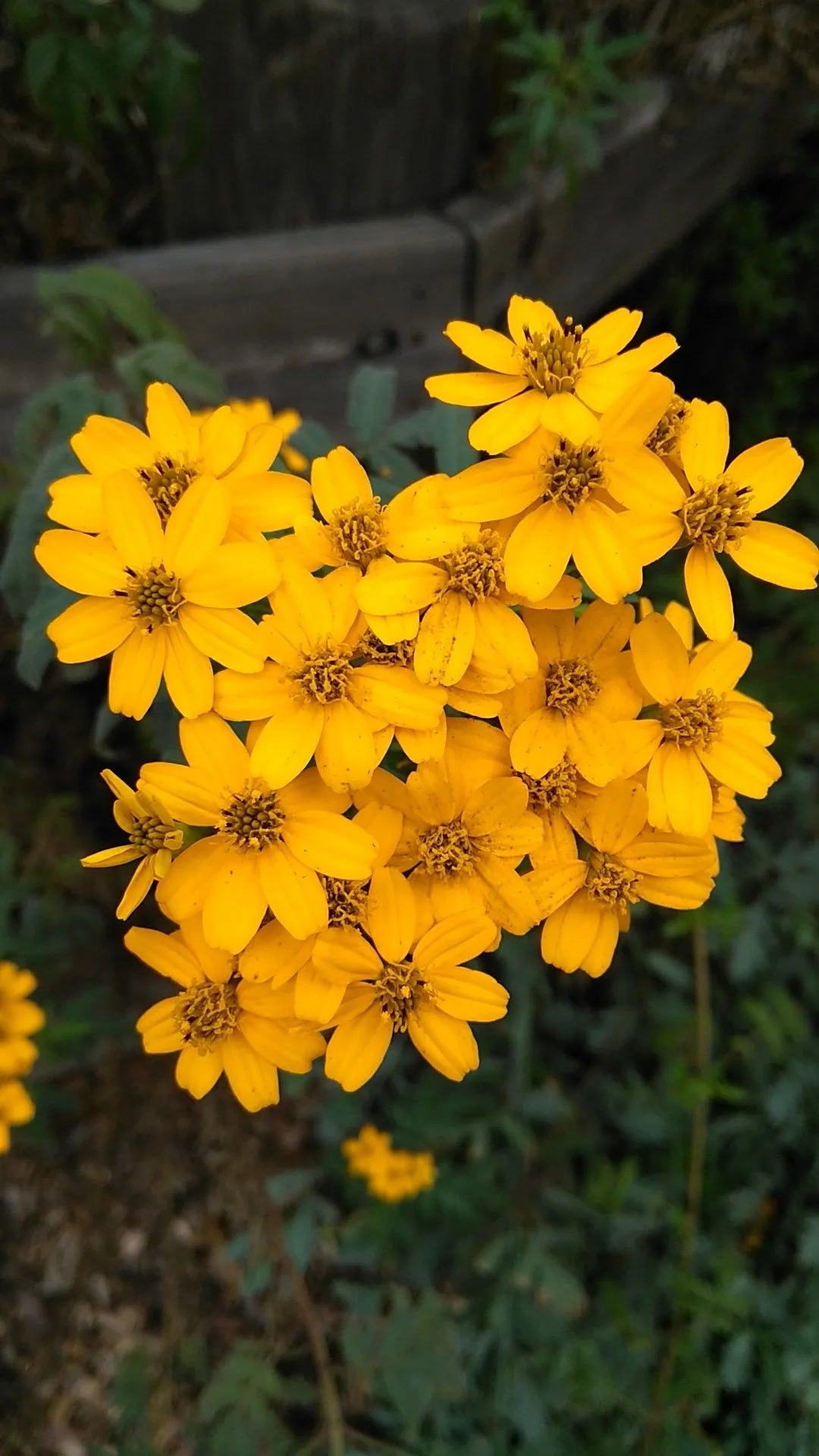 Gelb Lemmon Studentenblume Blumensamen zur Aussaat robust Sorte Traditionssorte & ohne Gentechnik Samen Hausgarten