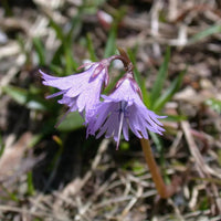 Violet soldanella alpina samen blume samen for anpflanzung - sun loving, heirloom & gmo free samen for home garten
 
 sale for anpflanzung in home garten