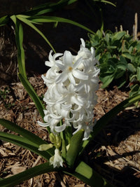 Hyacinthus Orientalis Blumensamen zur Aussaat – pflegeleicht – Traditionssorte & ohne Gentechnik Samen Hausgarten
