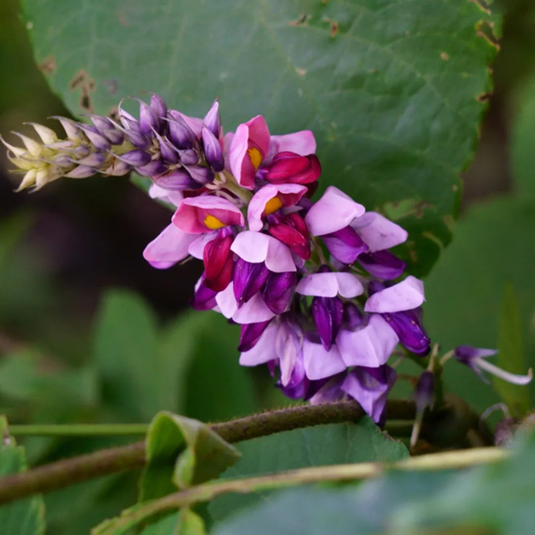 Kudzu Pueraria Lobata Blumensamen zur Aussaat – Anzucht – Traditionssorte & ohne Gentechnik Samen Hausgarten