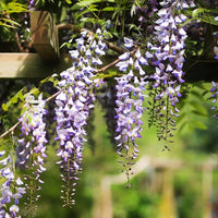 Violett Blauregen Blumensamen zur Aussaat robust Sorte Traditionssorte & ohne Gentechnik Samen Hausgarten