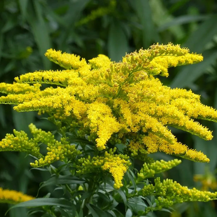 Solidago Canadensis Blumensamen zur Aussaat saisonal Dauerblüher Traditionssorte & ohne Gentechnik Samen Hausgarten