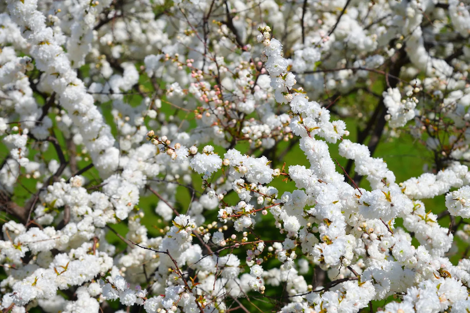 Mume Albo Plena Blumensamen zur Aussaat Anzucht Traditionssorte & ohne Gentechnik Samen Hausgarten