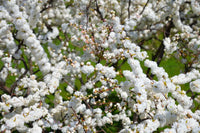 Mume Albo Plena Blumensamen zur Aussaat Anzucht Traditionssorte & ohne Gentechnik Samen Hausgarten