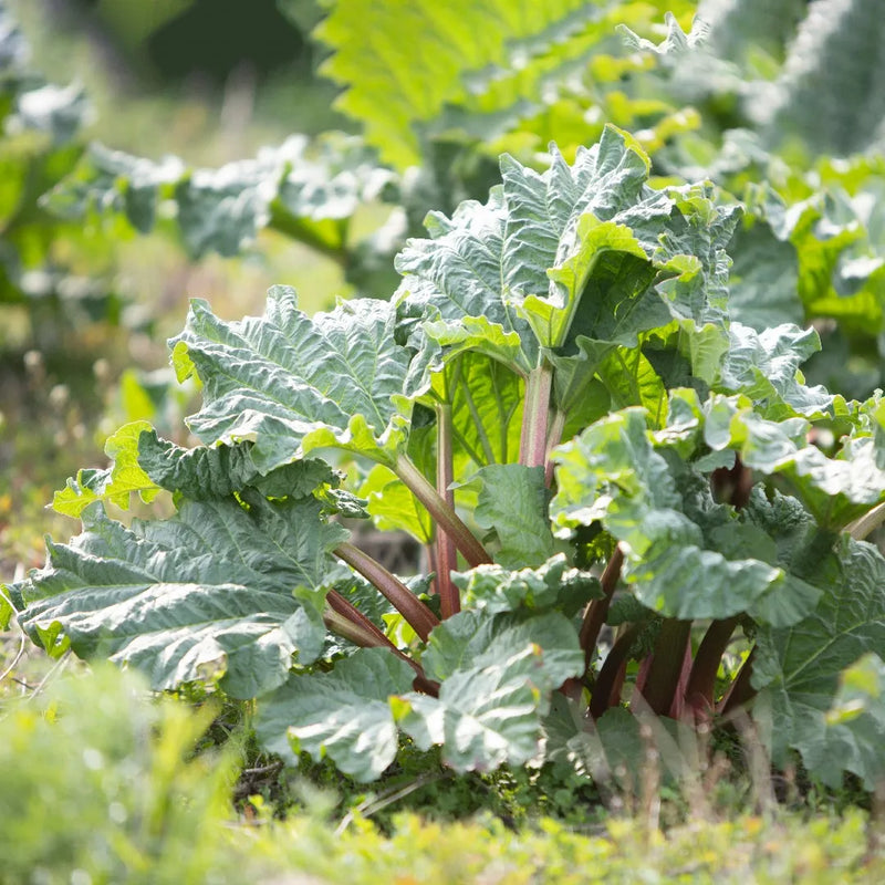 Semi di rabarbaro da piantare e coltivare in giardino: coltiva il tuo delizioso rabarbaro!