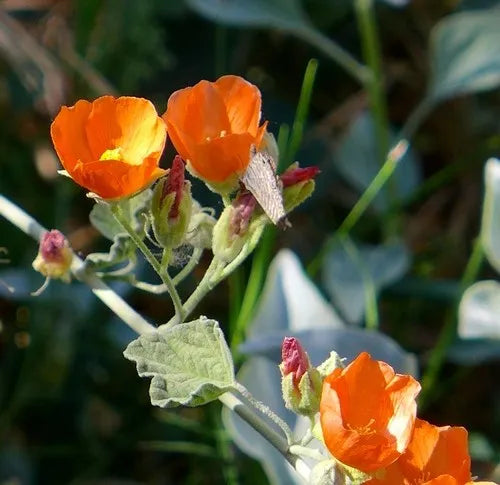 Orange Sphaeralcea Blumensamen zur Aussaat – Landhaus Garten wichtig – Traditionssorte & ohne Gentechnik Samen Hausgarten