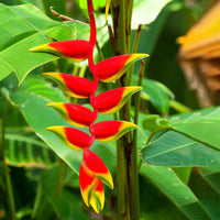 False Bird Paradise Blumensamen zur Aussaat farbenfroh Schau Traditionssorte & ohne Gentechnik Samen Hausgarten