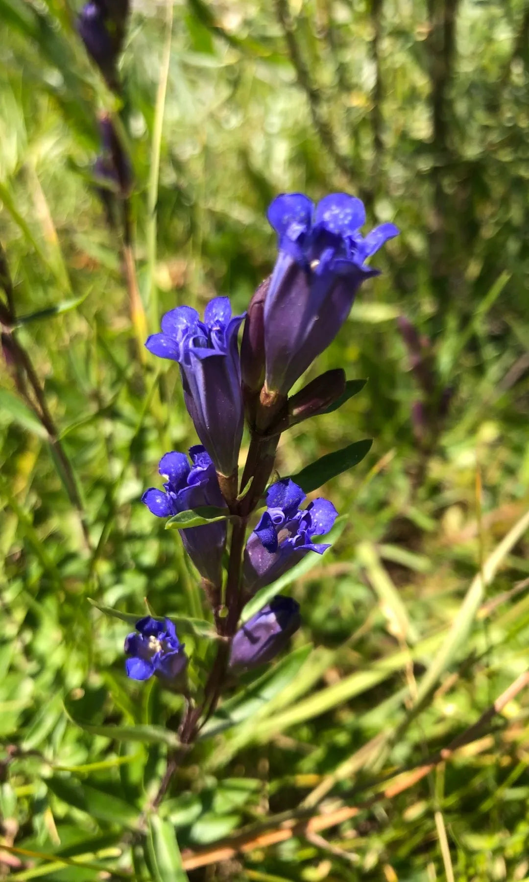 Gentiana Macrophylla Blumensamen zur Aussaat – hochwertige Qualitäts- – Traditionssorte & ohne Gentechnik Samen Hausgarten