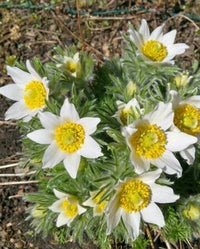 Weiß Pasque Blume Samen zur Aussaat elegant Weiß Blüten und üppig Garten Wuchs