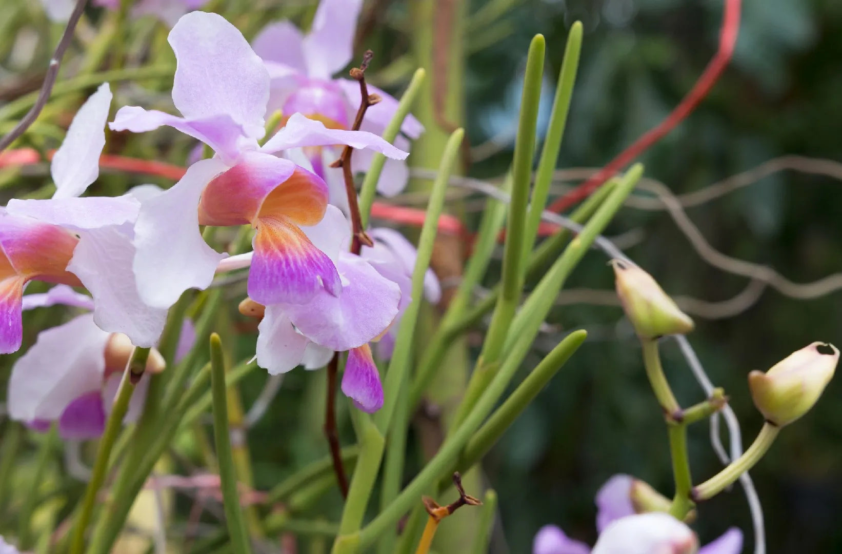 Parrot Orchidee Blumensamen zur Aussaat kompakt Wuchs Traditionssorte & ohne Gentechnik Samen Hausgarten