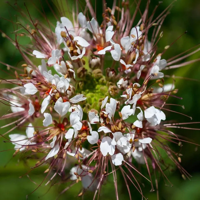 Polanisia Dodecandra Blumensamen zur Aussaat kompakt Wuchs Traditionssorte & ohne Gentechnik Samen Hausgarten
