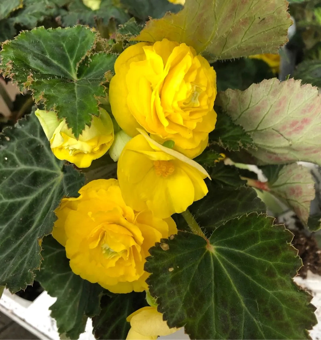 Pflanze hell Gelb Begonie Blumensamen ideal für Ihren Garten