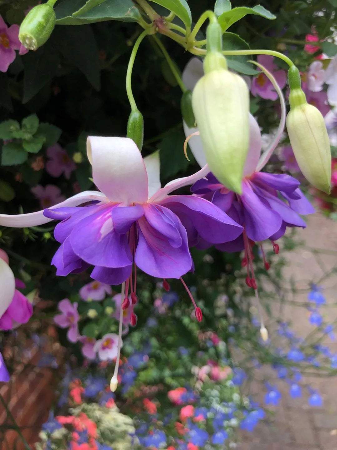 Blau Fuchsie Blumensamen zur Aussaat – leuchtend – Traditionssorte & ohne Gentechnik Samen Hausgarten