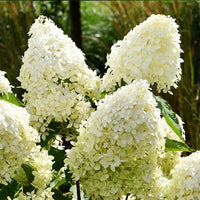 Hortensie Paniculata Blumensamen zur Aussaat – pflegeleicht – Traditionssorte & ohne Gentechnik Samen Hausgarten