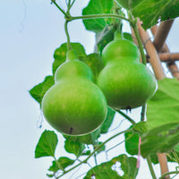 Dipper Pumpkin Samen zum Pflanzen  Grow Your Own Pumpkins