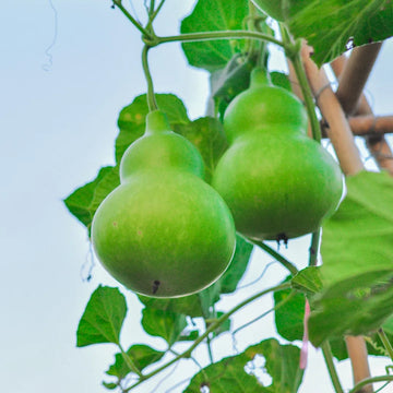 Dipper Pumpkin Samen zum Pflanzen  Grow Your Own Pumpkins