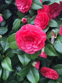 Classic camellia blume samen for easy anpflanzung