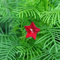 Fern Rot Blume Samen zur Aussaat leuchtend mehrjährig Blumen für Ihren Garten