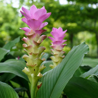 Curcuma Longa Samen zur Aussaat – Gemischt Varieties