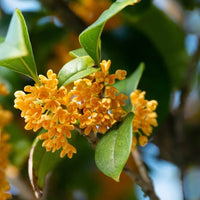 Osmanthus Mischung Blume Samen zur Aussaat – hochwertige Qualitäts- leuchtend Gärten