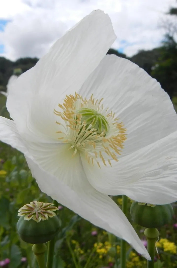 Somniferum Blumensamen zur Aussaat Samen üppig und elegant Blüten Garten.
