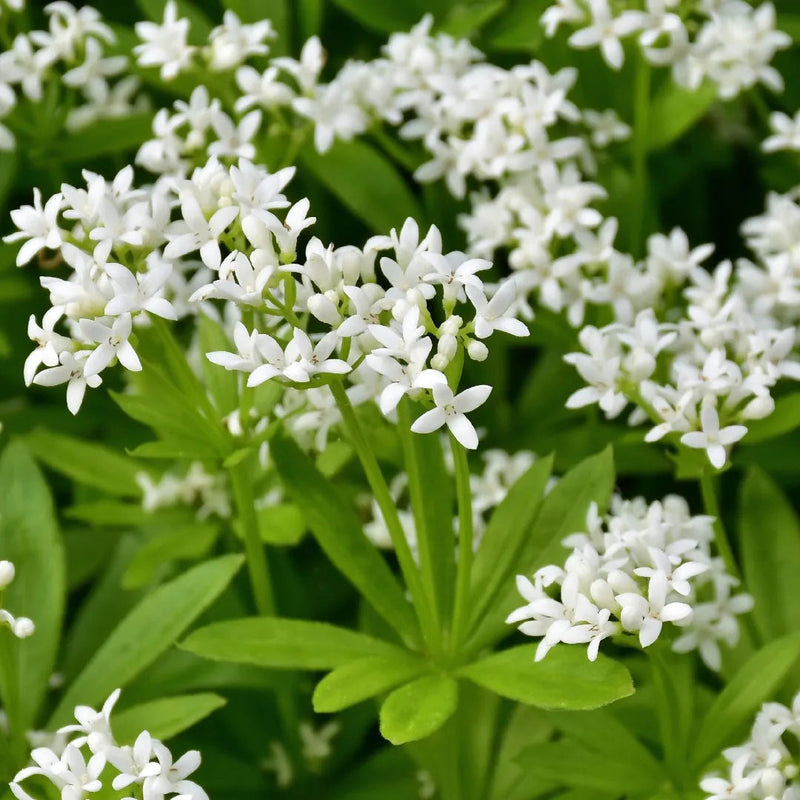 Sweet woodruff blume samen for anpflanzung low maintenance heirloom & gmo free samen for home garten 
 
 sale for anpflanzung in home garten