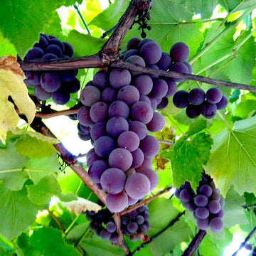 Vitis labrusca Samen für einfaches Anpflanzen