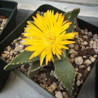 Gelb Faucaria Tigrina Blumensamen zur Aussaat – lang Blüte Saison – Traditionssorte & ohne Gentechnik Samen Hausgarten
