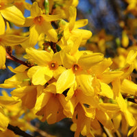 Forsythia Blumensamen zur Aussaat leuchtend Blüten Traditionssorte & ohne Gentechnik Samen Hausgarten