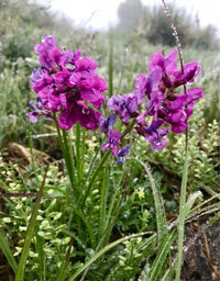 Oxytropsis (oxytropsis lambertii) samen for anpflanzung in home garten