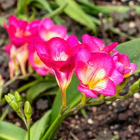 Fresia Blumensamen zur Aussaat sonnenliebend Traditionssorte & ohne Gentechnik Samen Hausgarten