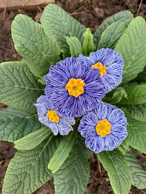 Blau Zebra Primel Blumensamen zur Aussaat – kompakt Wuchs – Traditionssorte & ohne Gentechnik Samen Hausgarten