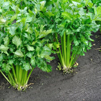 Celery Smallage Gemüsesamen for Home Gardens