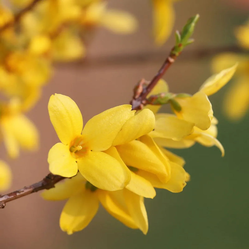 Forsythia Blumensamen zur Aussaat leuchtend Blüten Traditionssorte & ohne Gentechnik Samen Hausgarten