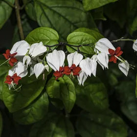 Clerodendrum Thomsonae Blumensamen zur Aussaat – farbenfroh Schau – Traditionssorte & ohne Gentechnik Samen Hausgarten