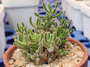 Dicrocaulon Ramulosum Blumensamen zur Aussaat Schnitt Blume beliebt Traditionssorte & ohne Gentechnik Samen Hausgarten