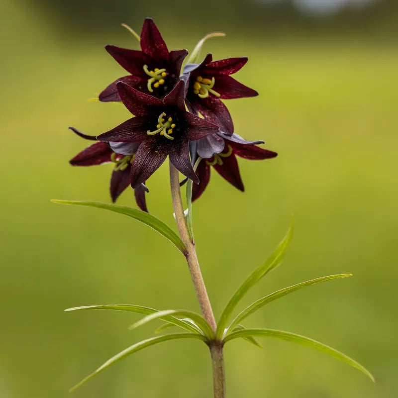 Chocolate Lilly Blumensamen zur Aussaat – Anzucht – Traditionssorte & ohne Gentechnik Samen Hausgarten