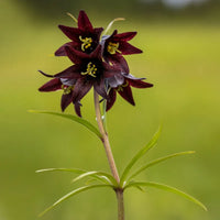 Chocolate Lilly Blumensamen zur Aussaat – Anzucht – Traditionssorte & ohne Gentechnik Samen Hausgarten