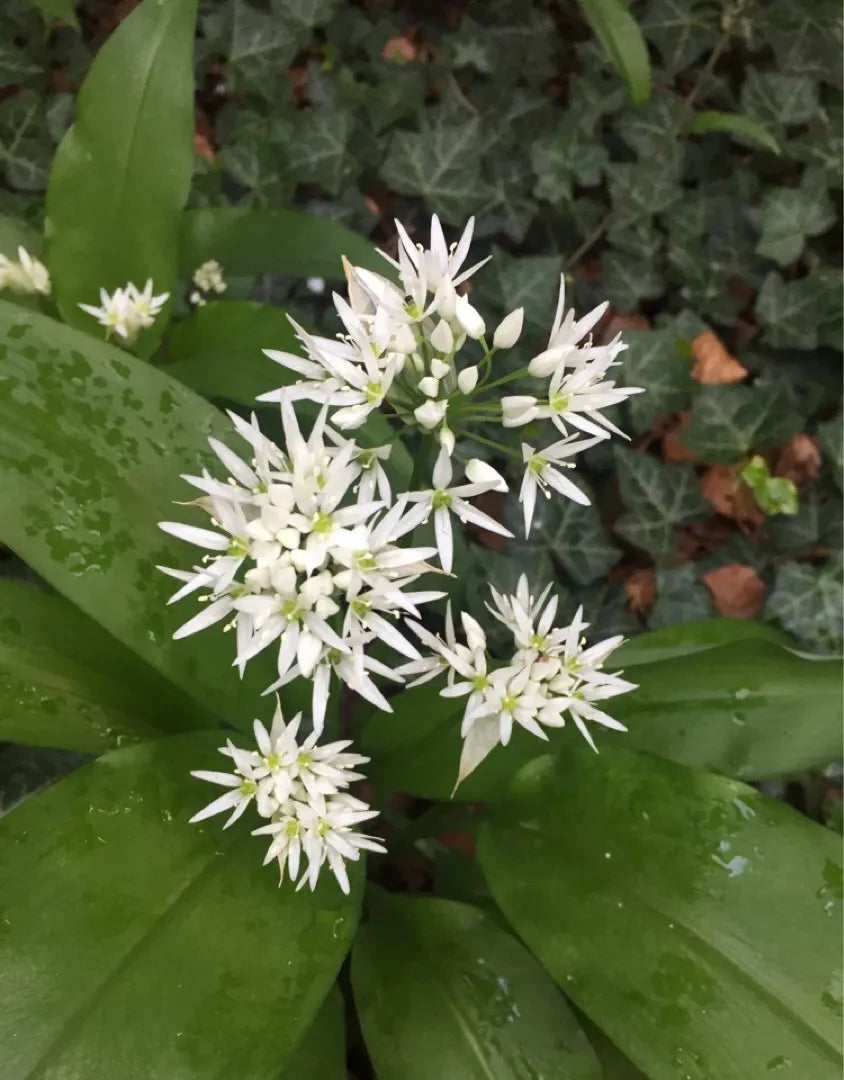 Ursinum Blume Samen zur Aussaat – leuchtend Blüten für Ihren Garten