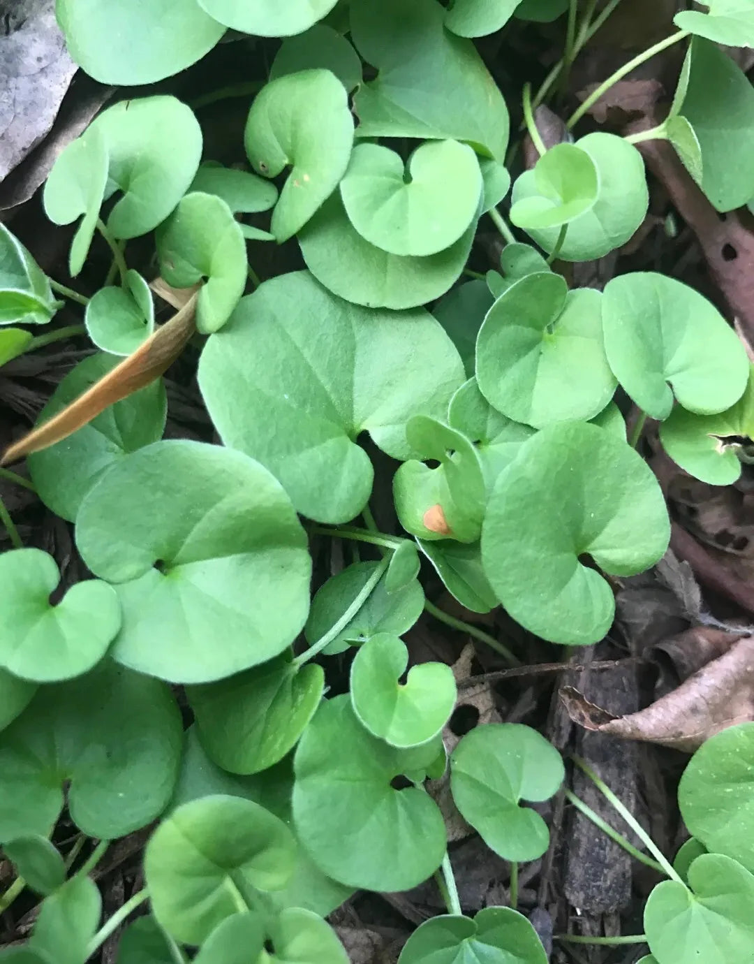 Grün Dichondra Repens Lawn Blumensamen zur Aussaat – Schnitt Blume beliebt – Traditionssorte & ohne Gentechnik Samen Hausgarten