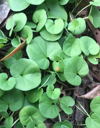 Grün Dichondra Repens Lawn Blumensamen zur Aussaat – Schnitt Blume beliebt – Traditionssorte & ohne Gentechnik Samen Hausgarten