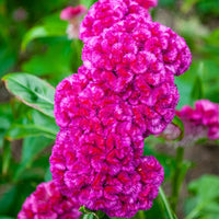 dunkel Rosa Celosia Samen Blumensamen zur Aussaat – saisonal Dauerblüher – Traditionssorte & ohne Gentechnik Samen Hausgarten