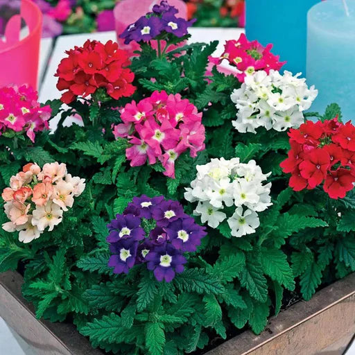 Gemischt Eisenkraut Blumensamen zur Aussaat – duftend Blüten – Traditionssorte & ohne Gentechnik Samen Hausgarten