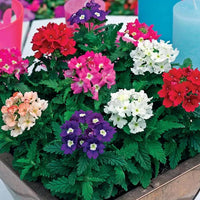Gemischt Eisenkraut Blumensamen zur Aussaat – duftend Blüten – Traditionssorte & ohne Gentechnik Samen Hausgarten