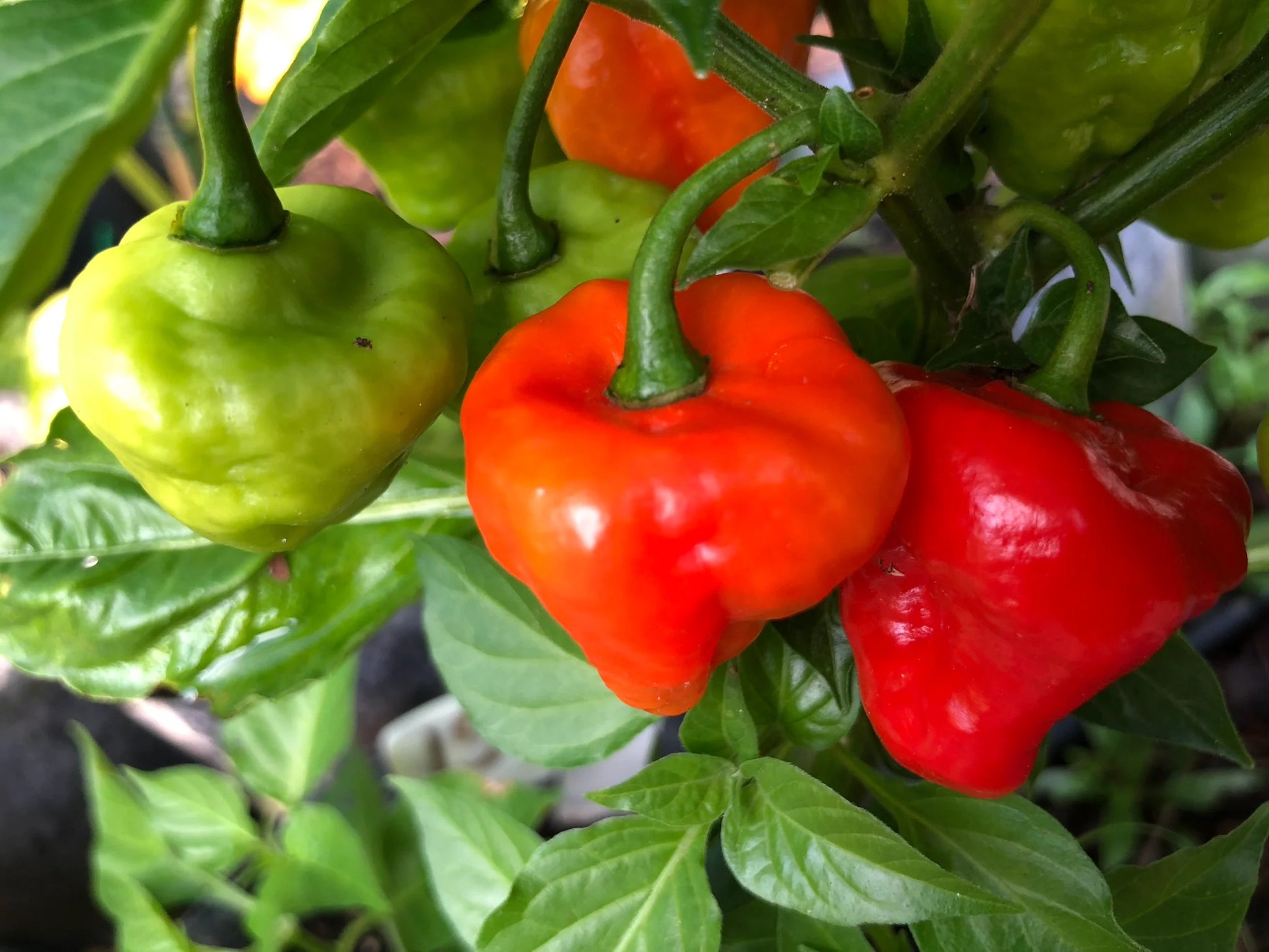Aji Cubano Dulce Cachucha Pepper Samen zum Pflanzen