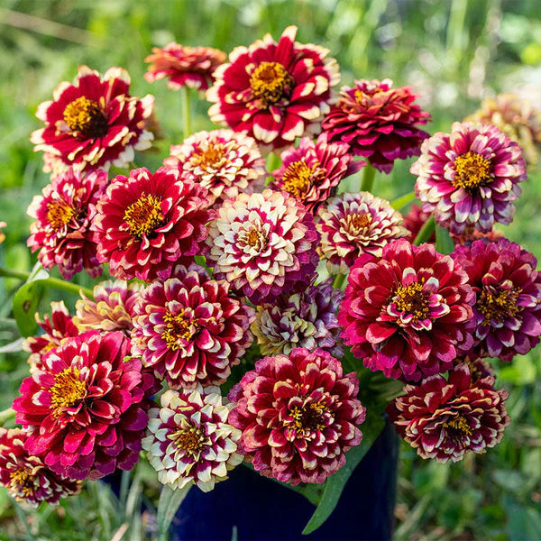Bordeaux Zinnie Blumensamen zur Aussaat – Schnitt Blume beliebt – Traditionssorte & ohne Gentechnik Samen Hausgarten