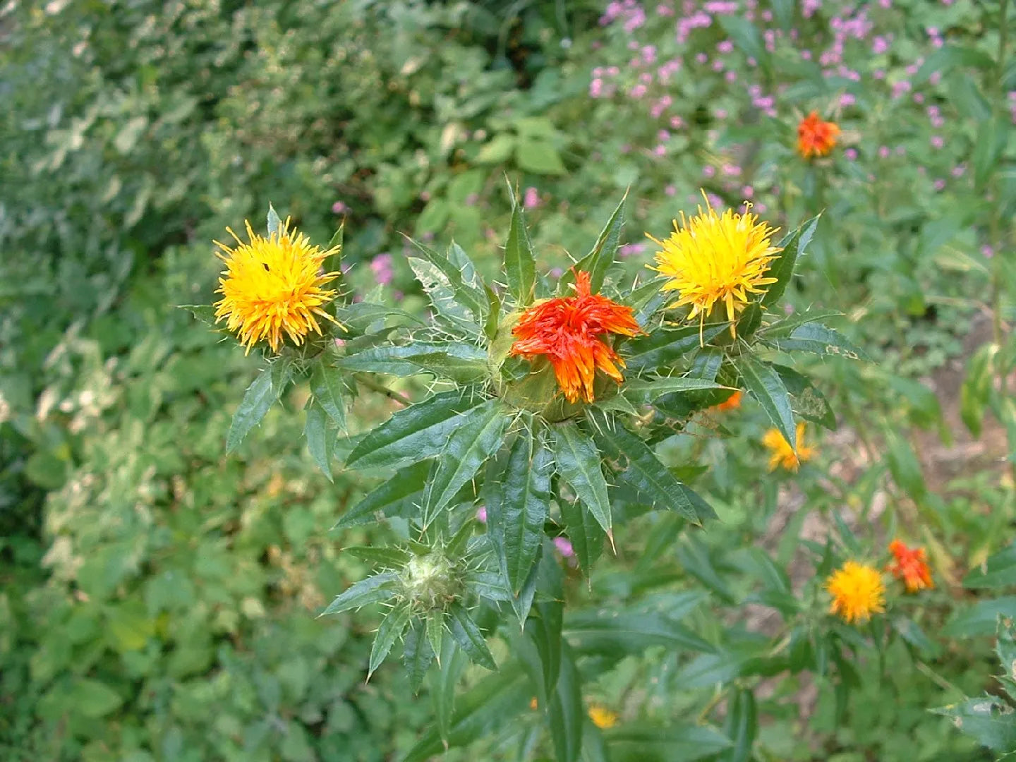 SafFlower Samen zur Aussaat lang Blüte Saison Traditionssorte & ohne Gentechnik Samen Hausgarten