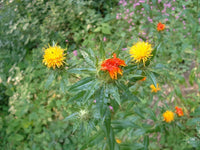SafFlower Samen zur Aussaat lang Blüte Saison Traditionssorte & ohne Gentechnik Samen Hausgarten